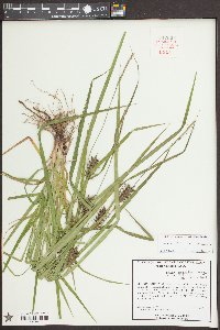 Carex louisianica image