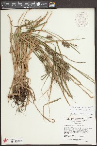 Carex louisianica image