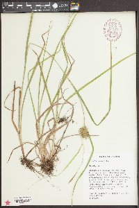 Carex louisianica image