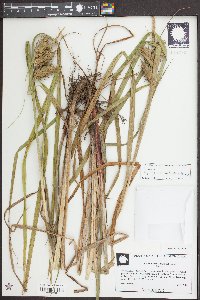 Carex louisianica image
