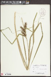 Carex lupuliformis image