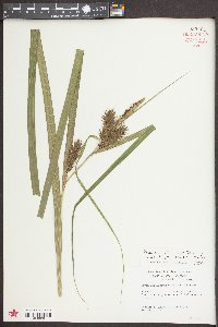 Carex lupuliformis image