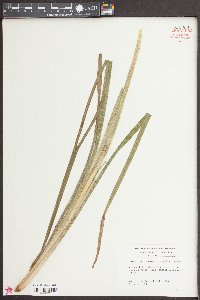 Carex lupuliformis image