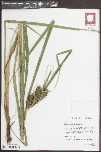 Carex lupuliformis image