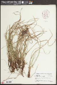 Carex nigromarginata image