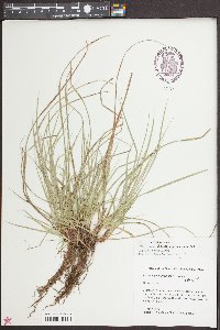 Carex nigromarginata image