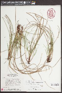 Carex nigromarginata image