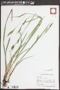 Carex oxylepis image