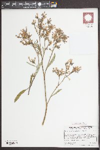 Eriodictyon californicum image