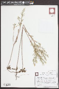 Crocanthemum rosmarinifolium image