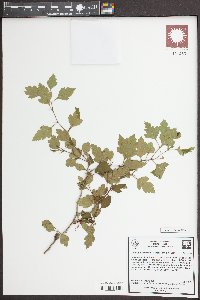 Crataegus aestivalis image