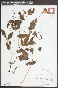 Clematis crispa image