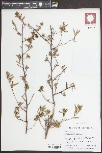 Ludwigia sphaerocarpa image