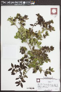 Ilex crenata image