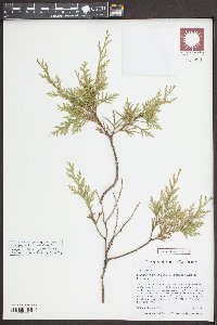 Chamaecyparis thyoides image