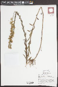 Solidago austrina image