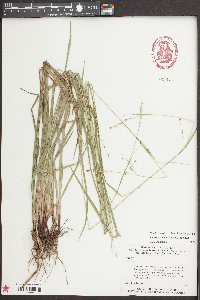 Carex oxylepis image