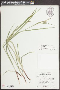 Carex oxylepis image