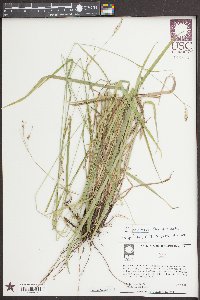 Carex oxylepis image