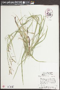 Carex oxylepis image