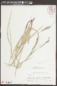 Carex oxylepis image