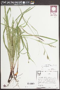 Carex oxylepis image