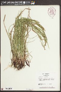 Carex oxylepis image