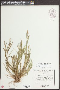 Carex flaccosperma image