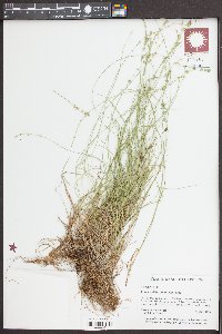 Carex radiata image