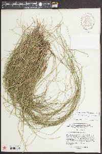 Carex radiata image
