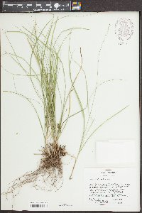 Carex radiata image