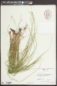 Carex radiata image