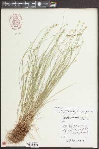 Carex radiata image