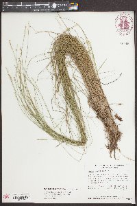 Carex radiata image