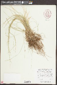 Carex radiata image