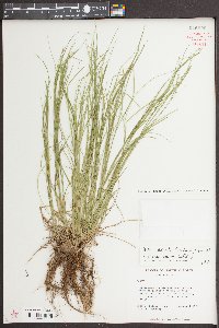 Carex radiata image