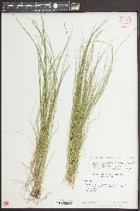 Carex radiata image