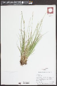 Carex seorsa image