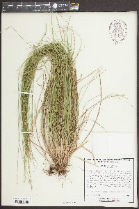 Carex seorsa image