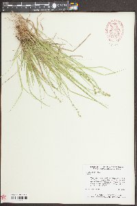 Carex seorsa image