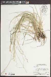 Carex seorsa image