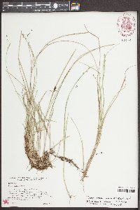 Carex seorsa image