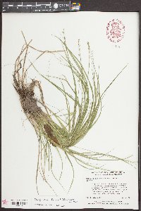 Carex seorsa image