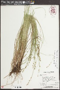Carex seorsa image