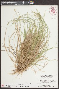 Carex seorsa image