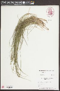 Carex seorsa image