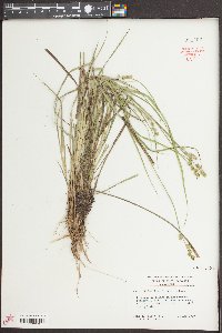 Carex seorsa image