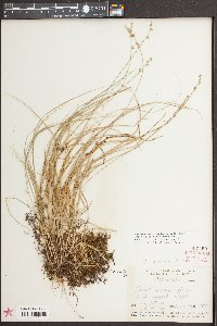 Carex seorsa image