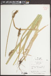 Carex stipata var. maxima image