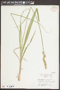 Carex stipata var. maxima image